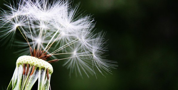 Le printemps est une priode propice aux allergies