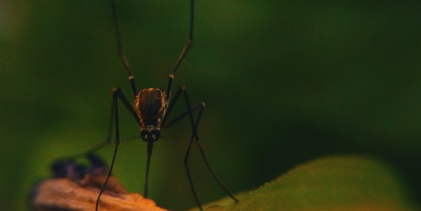 Le virus du Nil est transmis  l'home par une espce de moustique.