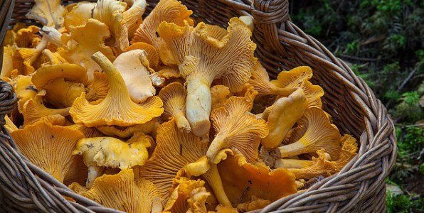 Cueillette de champignons : attention aux intoxications