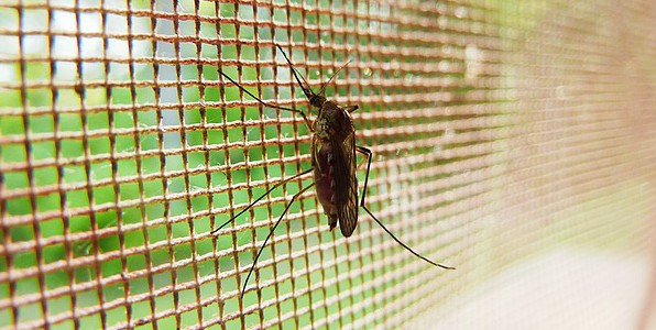 Le paludisme est une des maladie qui tue le plus chaque anne.