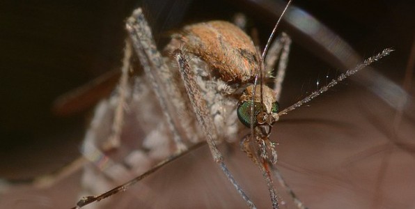 Le paludisme est vhicul par les moustiques