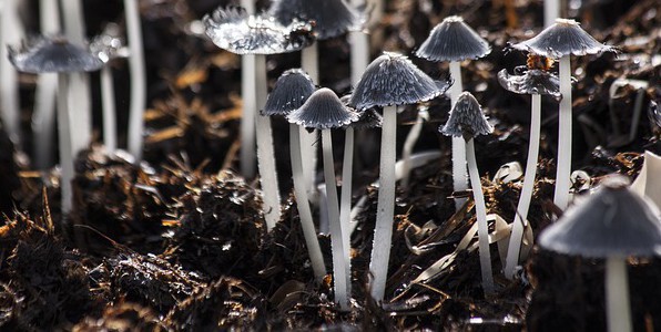 Risques lis aux intoxications par champignons hallucinognes.