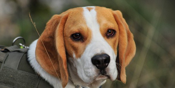 Le Beagle est une des espces de chiens pouvant tre dresse pour dtecter des cancers.