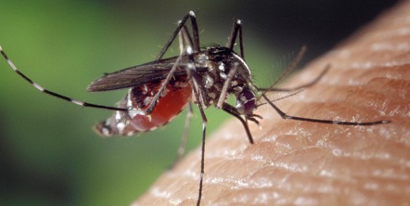 Les piqres de moustiques peuvent potentiellement transmettre plusieurs maladies graves.