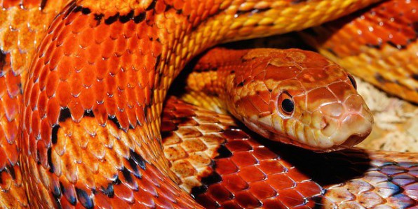 Plan mondial de lutte contre les morsures de serpents