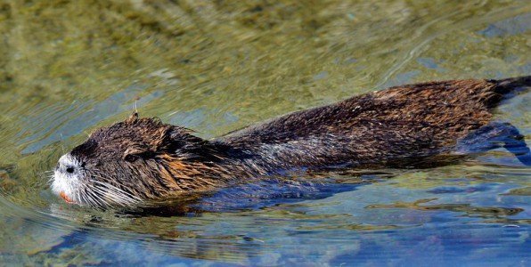 Haute-Saône, trois baigneurs contaminés par la leptospirose Le ragondin est un des rongeurs pouvant véhiculer la leptospirose.