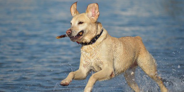 Avoir un chien serait bon pour le coeur.