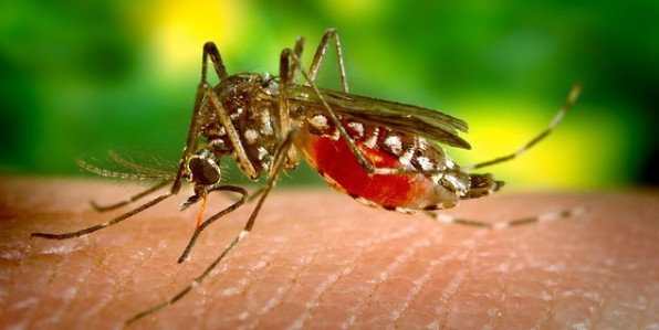 Le moustique Tigre est un transmetteur de la dengue et du zika.