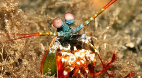 crevette cancer yeux d�pistage