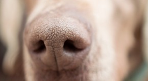 chien cancer prostate truffe flair