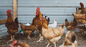 Grippe gripe aviarie H5N1 virus sant� publique risque