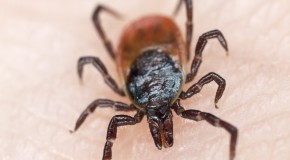 maladie de Lyme tique piq�re infectionsBorellia bact�rie �ryth�me arthrite.