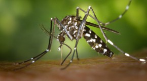 virus zika moustique affection neurologique syndrome deGuillain-Barr�