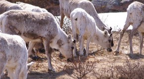 Anthrax sib�rie russie maladie du charbon d�gel �pid�mie renne