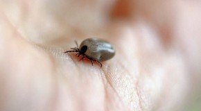 tique maladie Lyme borr�liose de Lyme infection bact�rie borrelia burgdorferi chronicit� 