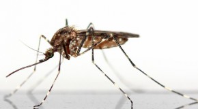 paludisme moustique anophele pesticide insectidicde