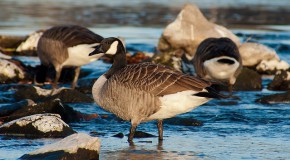 grippe aviaire influenza aviaire H5N8 France risque