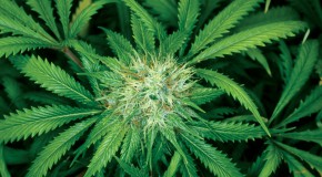 cannabis l�galisation d�bat addiction l�gislation risques jeune adolescent