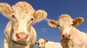 Maladie de Creutzfeldt-Jacob d�tection sang pr�vention cerveau maladie vache folle