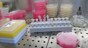 antibior�sistance bact�rie antibior�sistante OMS sant� mondialeantibiotique r�sistant recherche