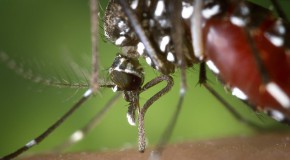 �pid�mie virus fi�vre jaune Zika Br�sil Rio vaccination moustique tigre 