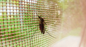paludisme moustique g�nome malaria g�ne anticorps vaccin