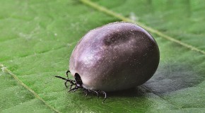 Borr�liose de Lyme plainte p�nal tribunal poursuite judiciaire maladie de Lyme
