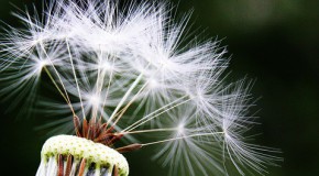 allergie enfant parent risque asthme pathologies allergiques