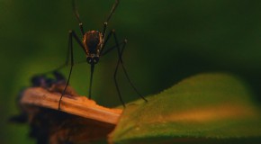 Virus Nil �pid�mie France moustique