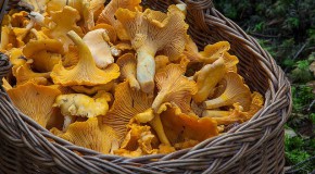 cueillette champignon intoxication