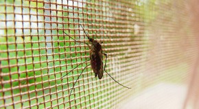 paludisme maladie sant publique essoufflement financement