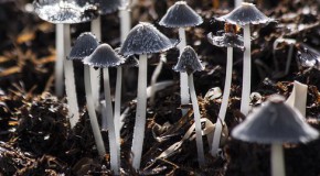 champignon hallucinogne mort risque psilocybes intoxication comportement irrationnel
