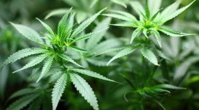 cannabis drogue addiction distributeur Gr�ce