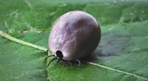 Borr�liose Lyme maladie tique