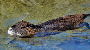 Haute-Saône, trois baigneurs contaminés par la leptospirose leptospirose rongeur maladie rats eau baignade