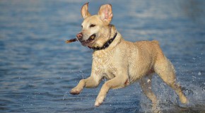 Chiens et maladies du coeur chiens maladies coeur cardiovasculaire