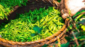 Combattre l’antibiorésistance avec du thé vert antibiorésistance antibiotiques bactéries thé vert