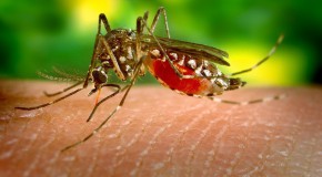 dengue zika cas autochtones moustique tigre