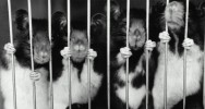 animaux tests scientifiques europe italie sanction