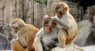 singe primate macaque rhsus Maryam Shanechi Universit de Cornell universit de Duke tats-Unis paralysie 