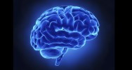 boite crnienne cerveau encphale pilepsie maladie de Parkinson organes sclrose en plaques neurologiepsychiatrie Neurodon Socit des Neurosciences neurosciences recherche 