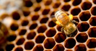 apithrapie miel gele royale propolis venin ruche nectar immunitaire antiseptique complments alimentaires 