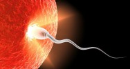 procration fcondation FIV Junon protine fertilit infertilit sperme spermatozode ovule FIV fcondation in vitro contraceptif