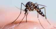 moustique Dengue virus transgnique infection OGM
