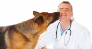 cancer de la prostate chien renifleur urines nez du chien tumeur dpistage