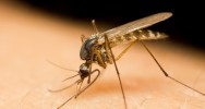 paludisme vaccin malaria
