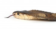 serpents cobra indien naja naja traitement anti-venin