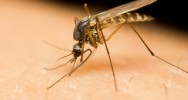 chikungunya moustique virus pidmie