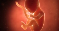 foetus vaccin in utero lymphocyte systme immunitaire pathologie