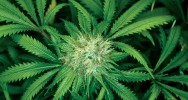 cannabis plaisir dopamine marijuana cerveau